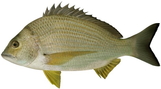 Yellowfin Bream