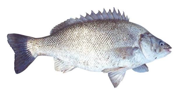 Grunter (Javelin)