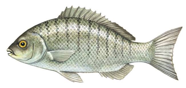 Luderick (Blackfish)