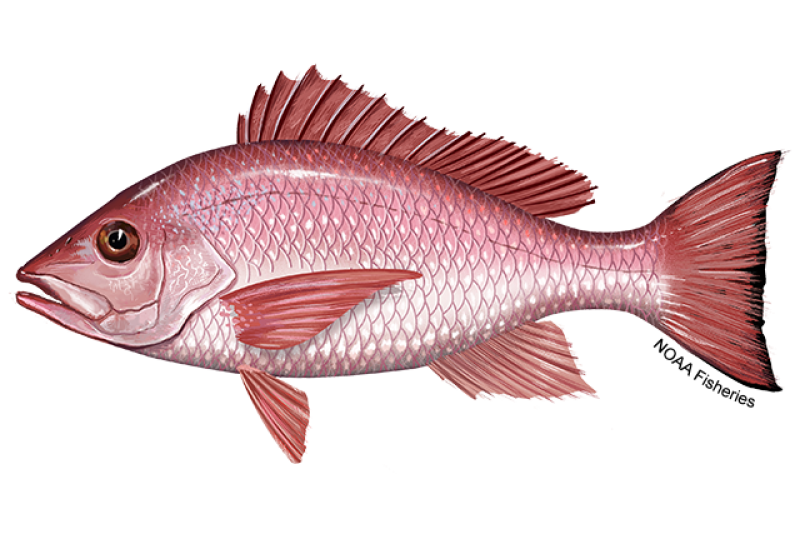 Snapper / Squire