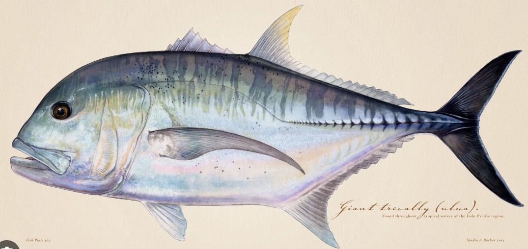 Giant / Yellowfin Trevally